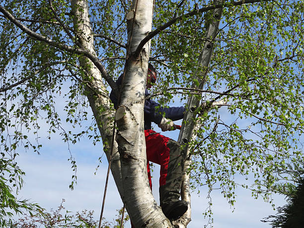 Best Arborist Consultation Services  in Edmundson, MO